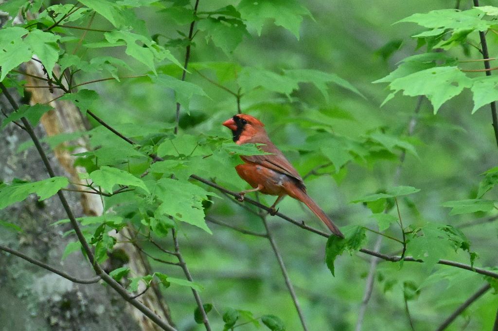 2025-05148552 Broad Meadow Brook, MA.JPG - Northern Cardinal. Broad Meadow Brook Wildlife Sanctuary, MA, 5-14-2025